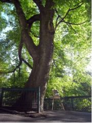 tree3