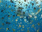 camomile_cypraea-vii-thumbnail