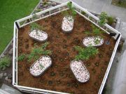 Sweet Survival--Urban Orchard II, CA 2007-08