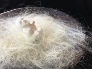 GRIEVING WHAT IS BEING LOST