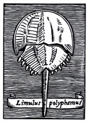 limulus_polyphemus_web