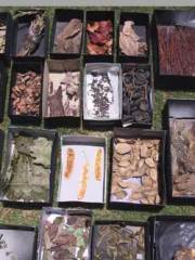 shai_zakai_forest_tunes shai_zakai_forest_tunes